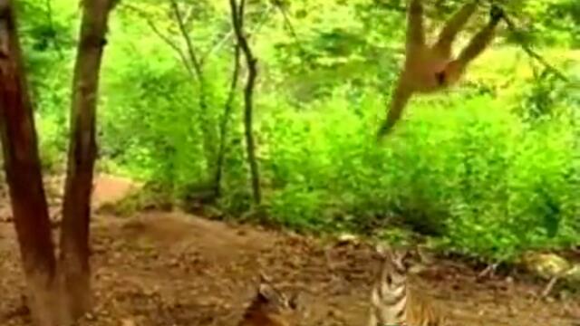 Гибон се ебава с тигри