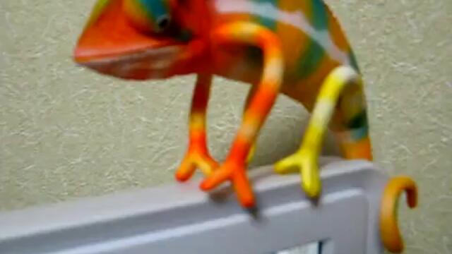 Хамелеон се опитва да се регистрира в сайт