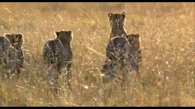 Африканските котки - Леопардите