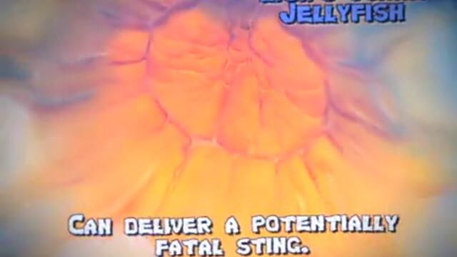 Топ 10 Странни морски същества