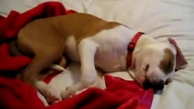 Сънищата на един сладур