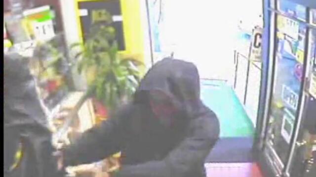 малко но смело чихуахуа напада престъпници