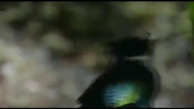 Най - интересната и смешна птица на планетата!