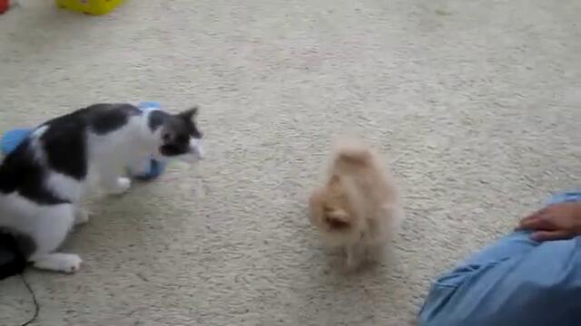 Коте се страхува от малко кученце!