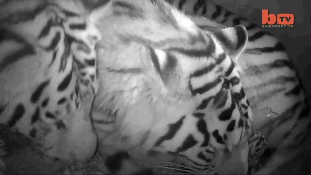 Редки кадри от раждането на бебета амурски тигърчета !