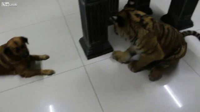 Куче не позволява на тигърче да пие вода !