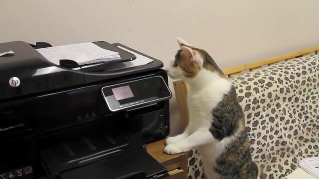 Тази котка е силно обзета от принтера