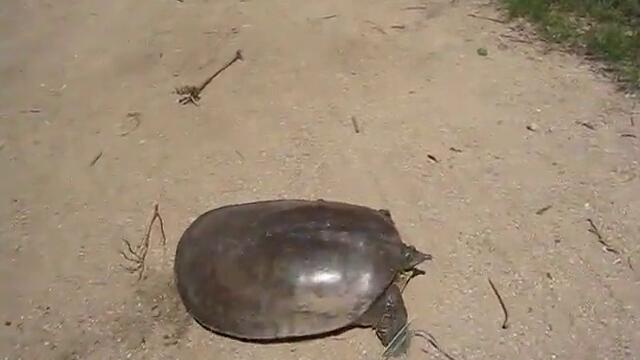Супер бърза костенурка !