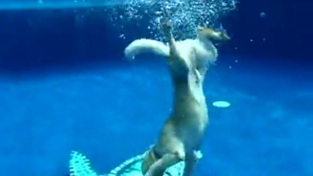 Куче плува под вода за фризбито !
