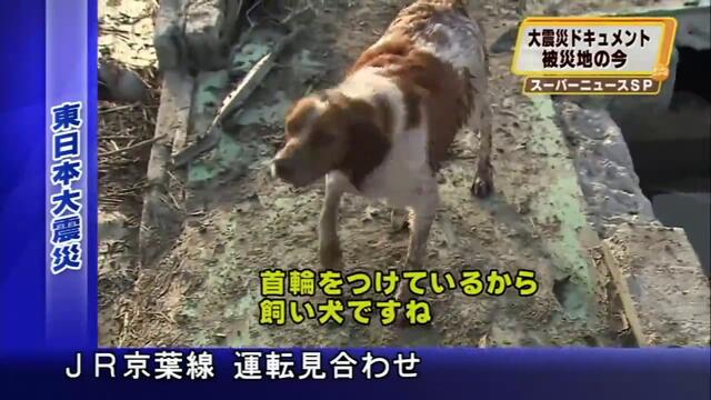 Японско куче спаси приятеля си от смърт -