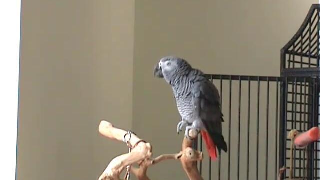 музикалния папагал