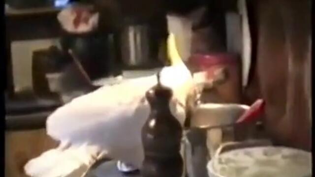 Сладко папагалче храни куче със спагети
