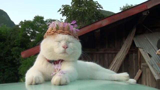 Тази котка има интересна шапка