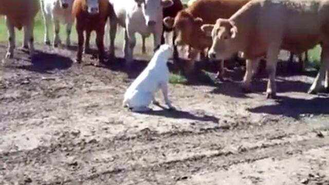 Крави за първи път виждат куче . (смях)