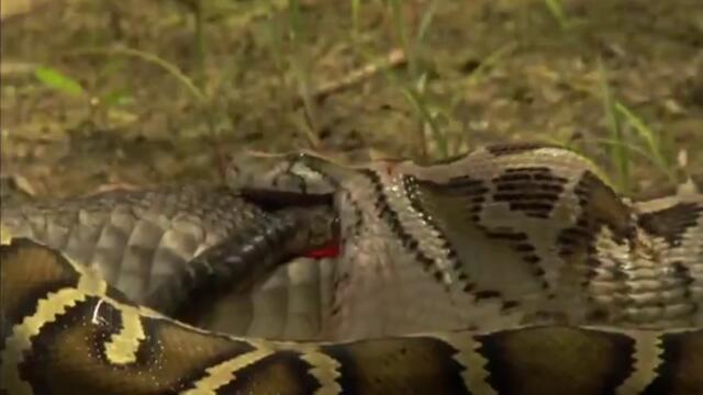 Гигантски Питон Поглъща Кайман...
