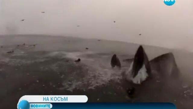 Водолази едва не бяха погълнати от китове край Калифорния