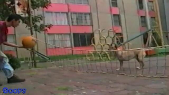 Смешни истории с кучета заснети с камера