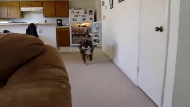 Това е куче