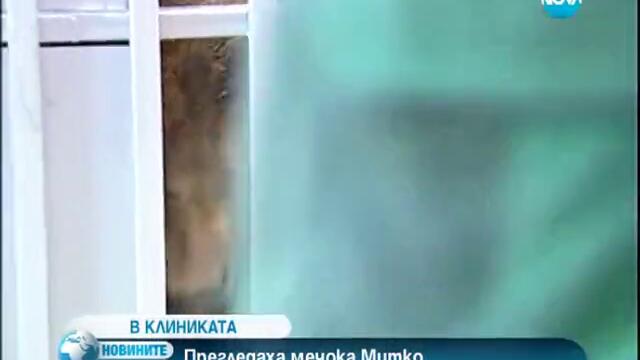 Прегледаха мечока Митко със свръхмодерен скенер