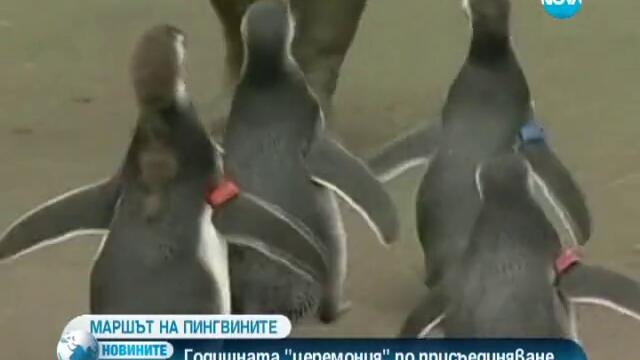 Пингвини завършиха начално училище в зоопарка в Сан Франциско