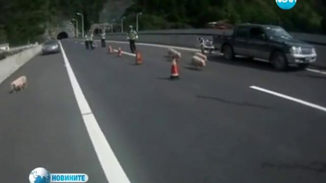Полицаи гониха прасета по магистрала в Китай