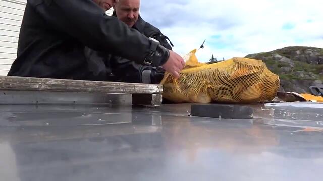 Руски водолаз освобождава ръката си от захапката на риба морски дявол !