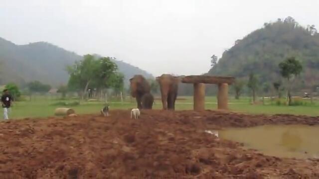 Палаво бебе слонче си играе в калта