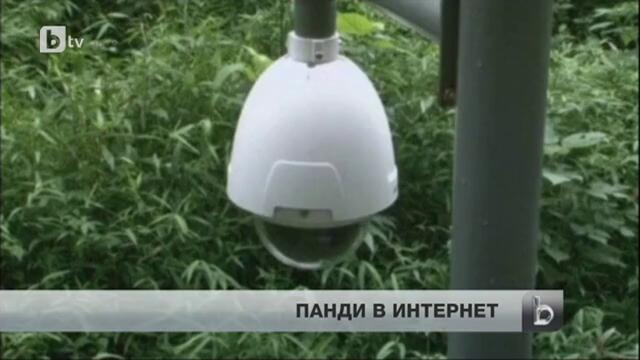 Гигантски панди в Китай - вече със свой видеоканал