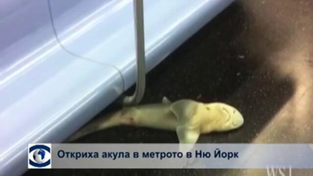 Акула в нюйоркското метро