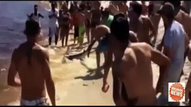 Акула роди на брега пред десетки летовници във Флорида