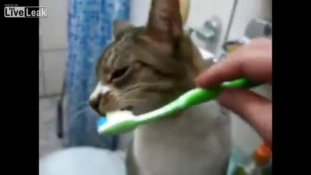 Котка обича да и мият зъбите .
