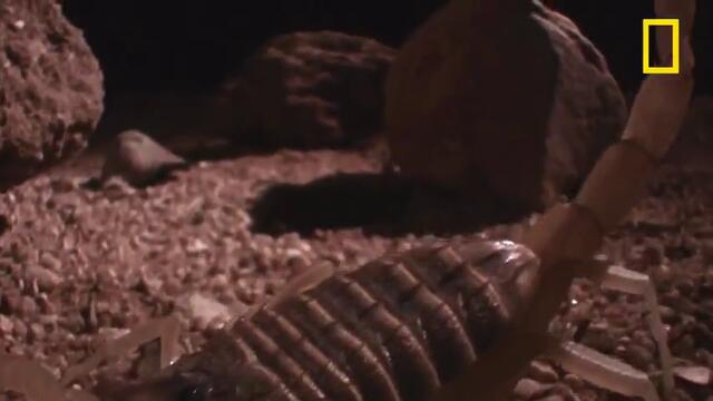 Най-смъртоносните в света - Червеният индийски скорпион