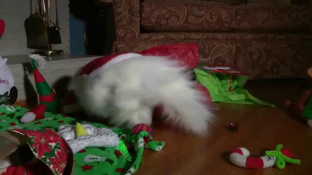 Коте празнува Коледа