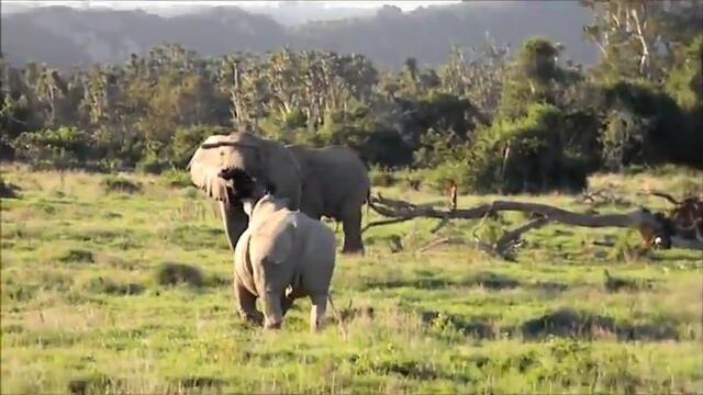 Слон проявява завидна интелигентност срещу носорог !