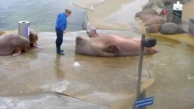 Морж прави коремни преси