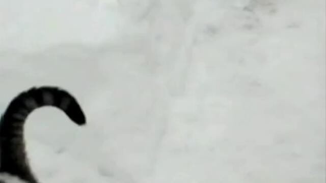 Котенце се крие в снега