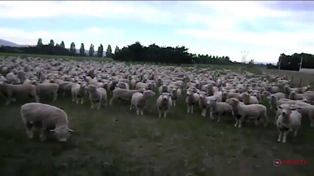 И овцете протестират. ; D