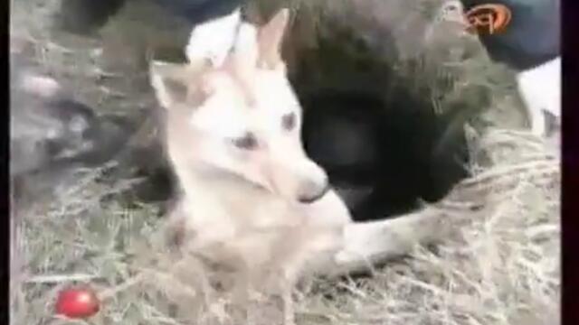 Много силно видео - Компилация спасявания на кучета