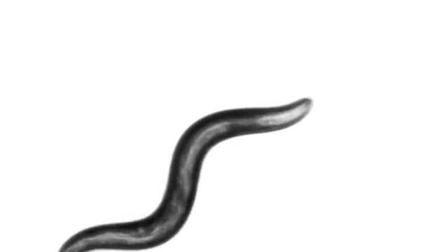 Сензационно откритие: Учени съзряха смъртта