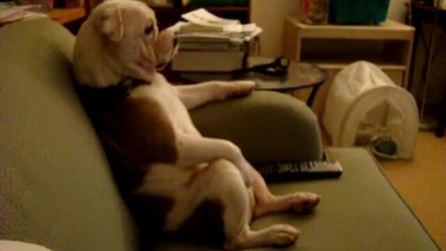 Куче гледа телевизия, седи като човек