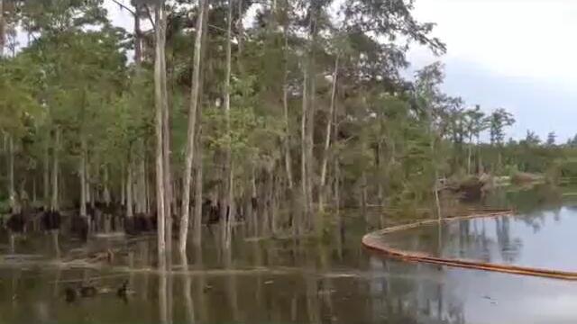 Луизианско езеро поглъща дървета за секунди