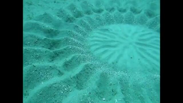 Риба създава шаблон на морското дъно!