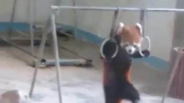 Очарователна панда обича да прави гимнастика... (халки )