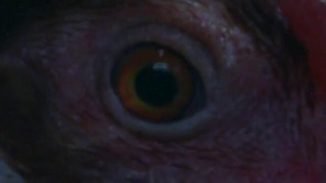 Пропуснато повикване / One Missed Call - Част 1 (2006)