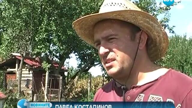 Отгледаха картоф гигант, тежащ 1300 грама