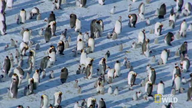 Страхотно Видео ! Пингвини, играят на снега !