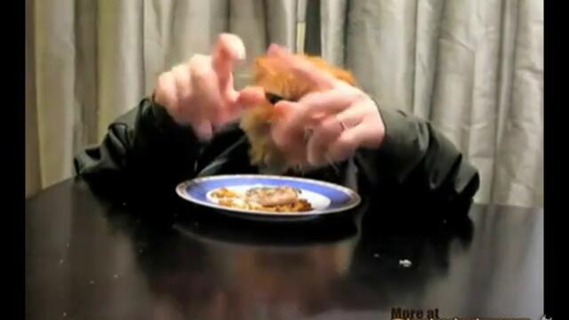 Котка яде с ръце