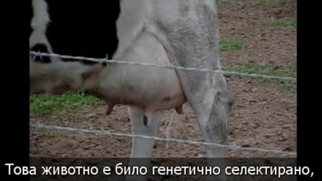 Не трябва да ядем мляко и млечни продукти-ето защо 1