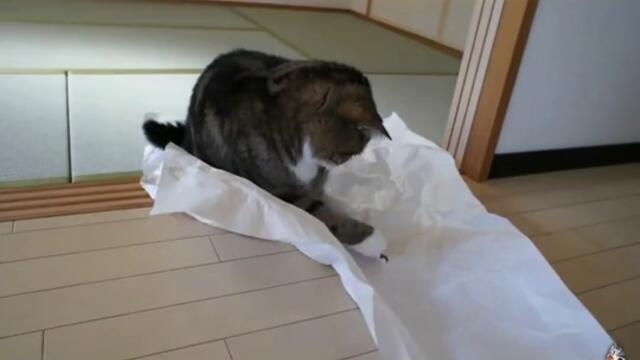 Шантава котка Мару