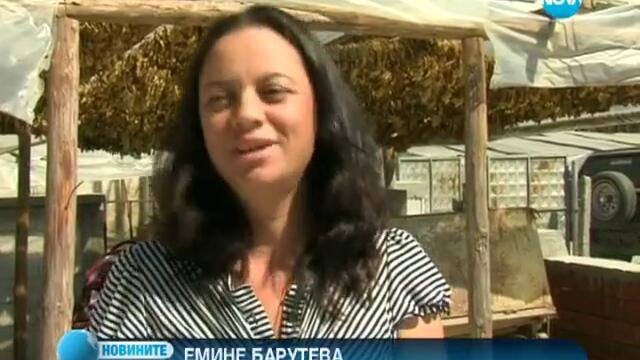 Хора от пограничните райони берат тютюн в Гърция, за да се издържат